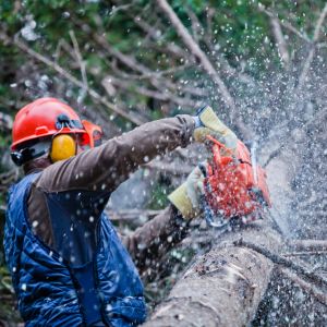 Forestry Helmets and Visors