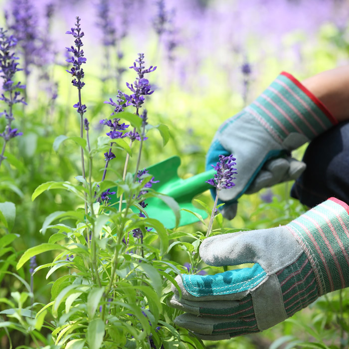 Forestry Gloves